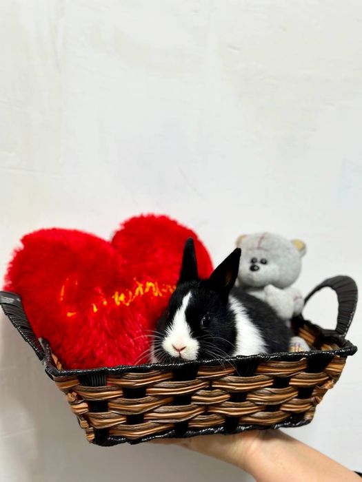 Karlik o'smaydigan quyonchalar