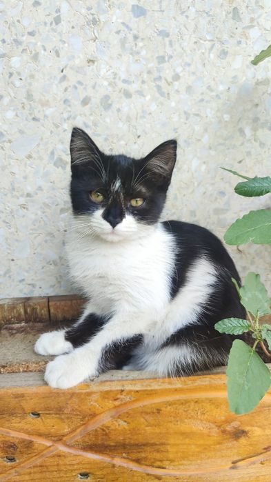 Отдаю котят в хорошие руки
