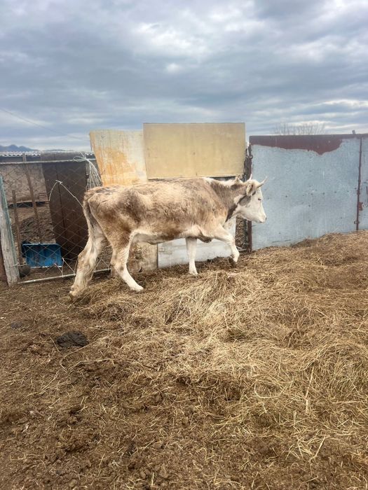сиын бузауымен сатылады.              .                              .