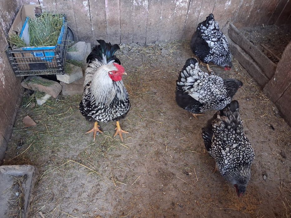 Vând oua pentru incubat