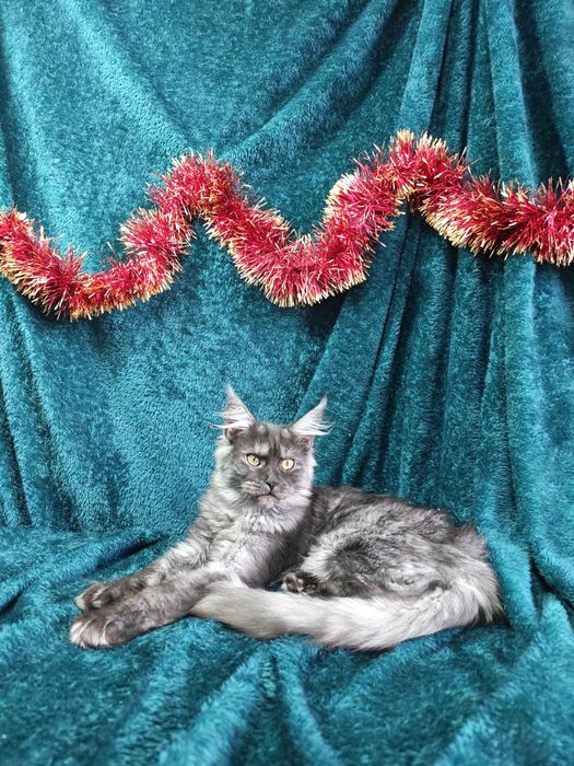 Котята мейнкун продаются