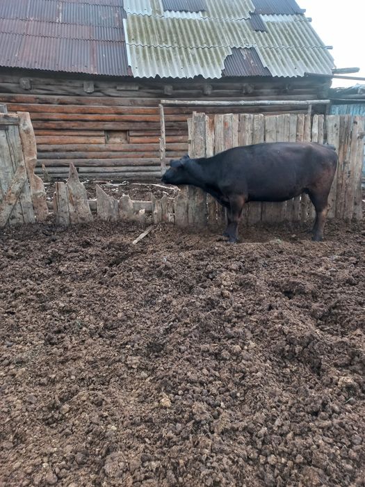 Продам корова один отель