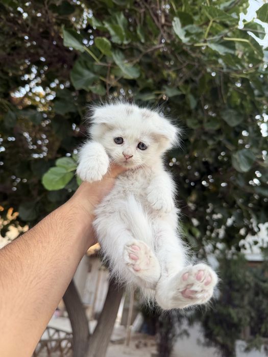 Mushuklar sotiladi