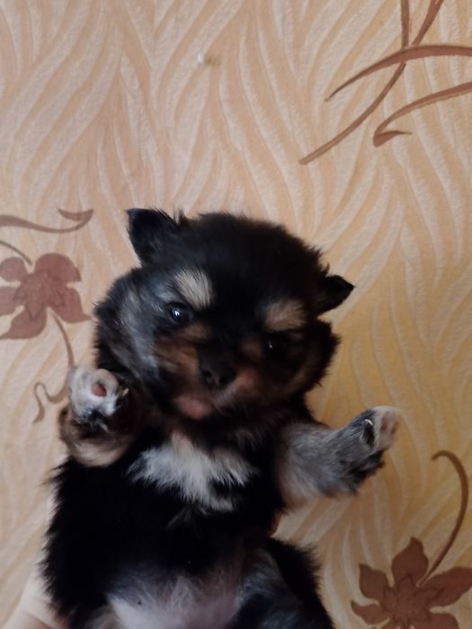 Шпици. Щенки бронь