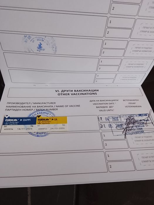 Мини йоркита, момче и момиче!