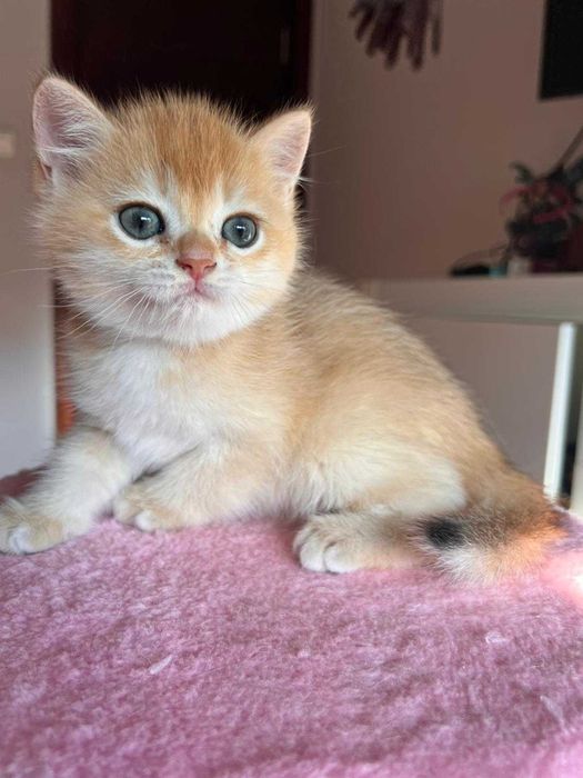 Băiețel adorabil british shorthair golden chinchilla!