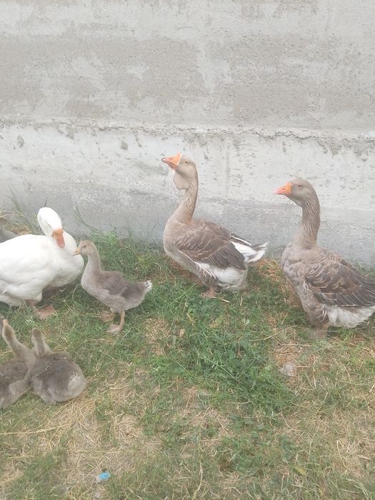 Продам Гусят крупно серые