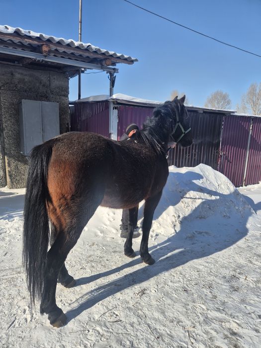 Продам лошадей Объезженные.