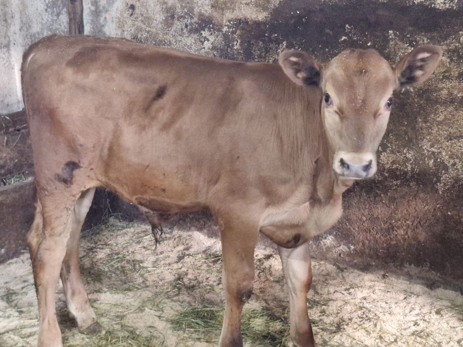 Vand o vitica belgiana si un tauras Angus