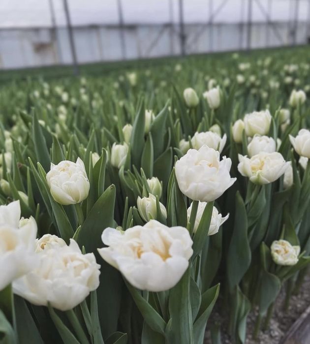 Оптом тюльпан