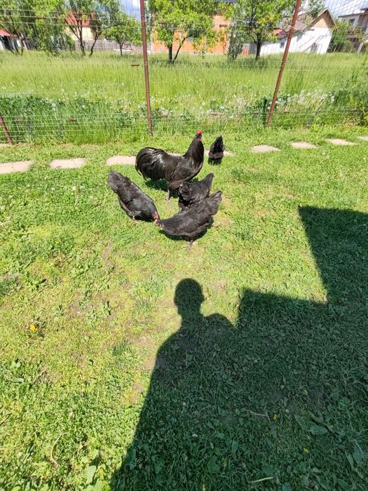 Ouă de consum proaspete, din gospodărie.