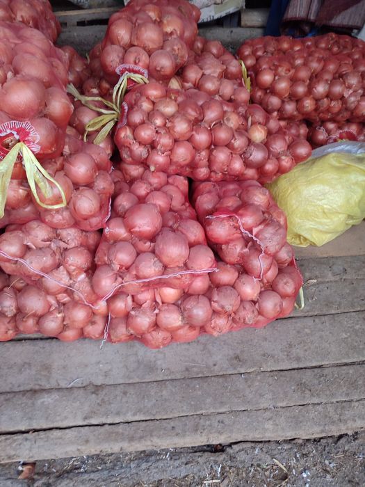 piyoz juda yaxshi xolatda