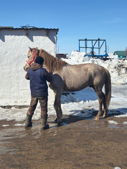 Айғыр сатылады ………