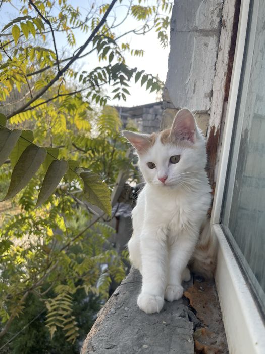 Mushuk sotiladi 6 oyli