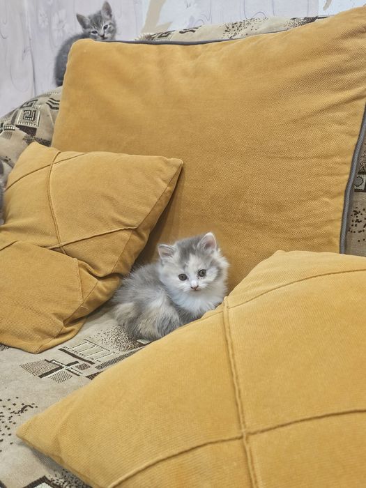 Пушистая кошечка ищет себе дом