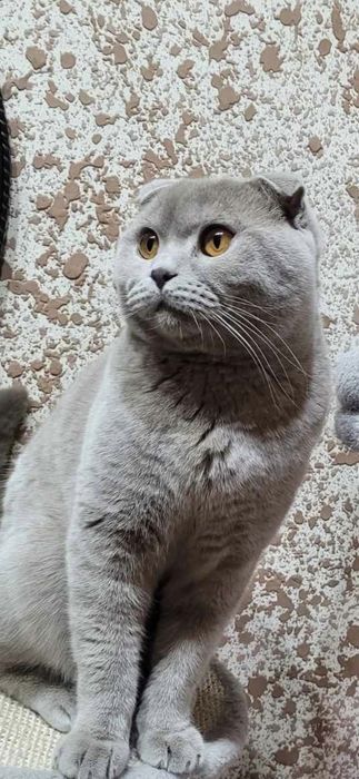 Шотландско клепоухо коте Женско