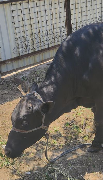 Buqa sotiladi toza qonli angus