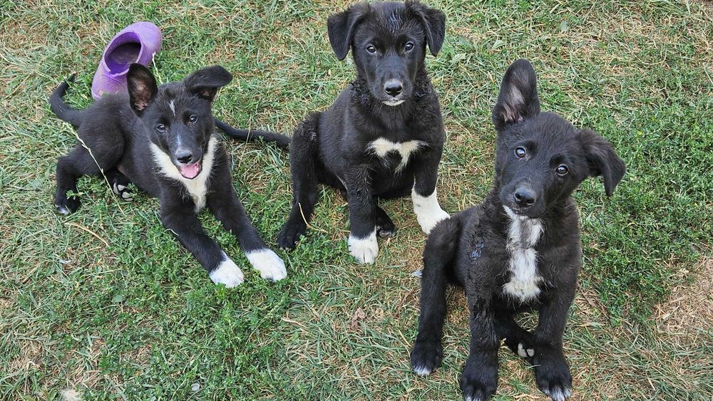 Donez cațeluși mama: border collie, tata: caine lup