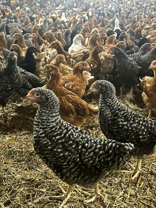 Pui albi și rasa mixta