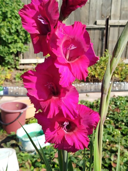 Продам луковицы гладиолусы