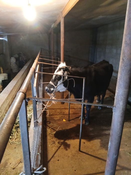 Байлау құнажын сатылады .