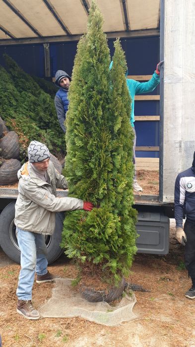 Tuia smaragd avem pe stoc toate dimensiunile