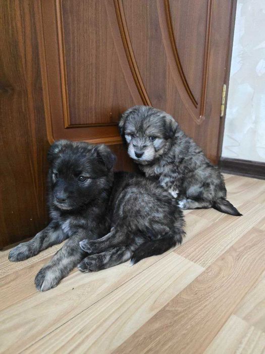 Ищем дом для двух щенков сестренок!