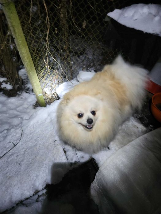 Померан е фантастично красив.