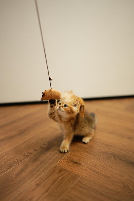 Шиншиллы Алматы котята