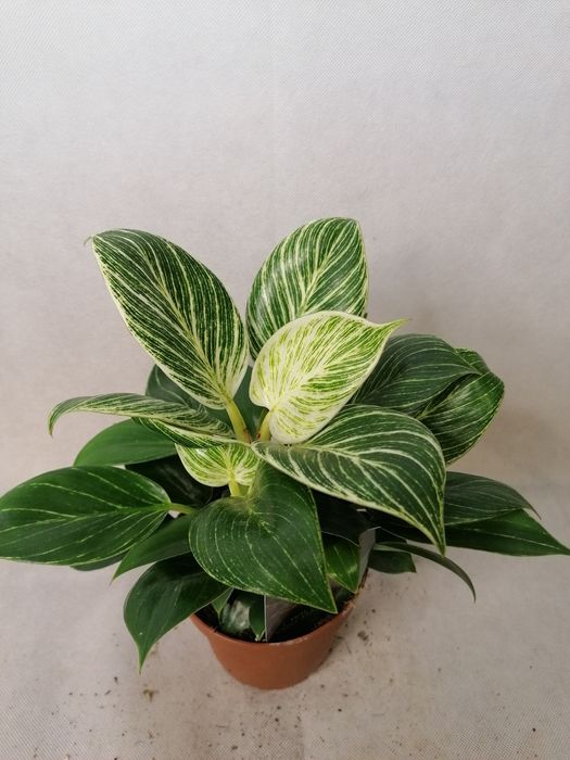 Стайни зелени цветя