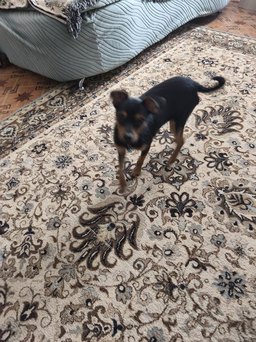 Продам собачку Пинчер Тойчик