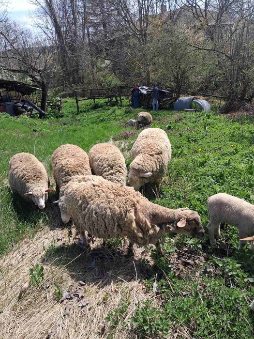 Овце и два коча цена по договаряне