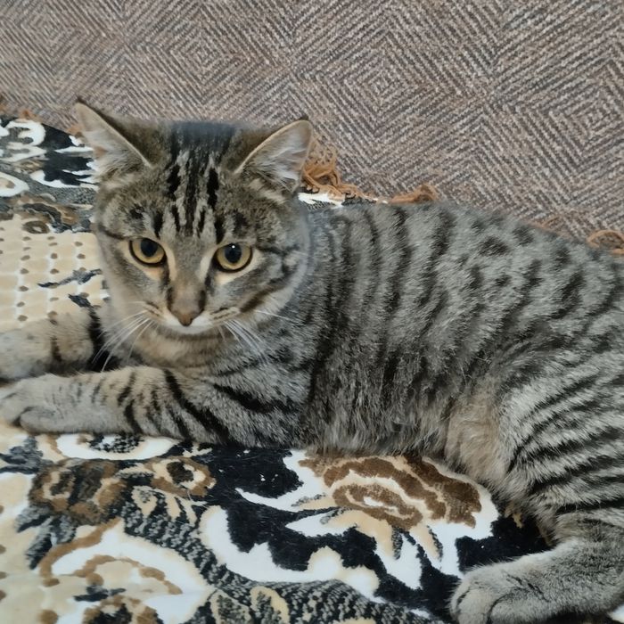 Отдам в добрые руки