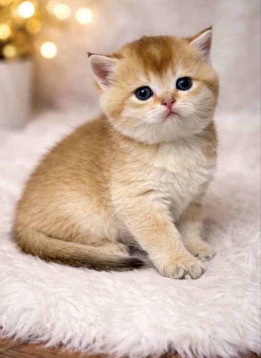 Британские котята золотая шиншила