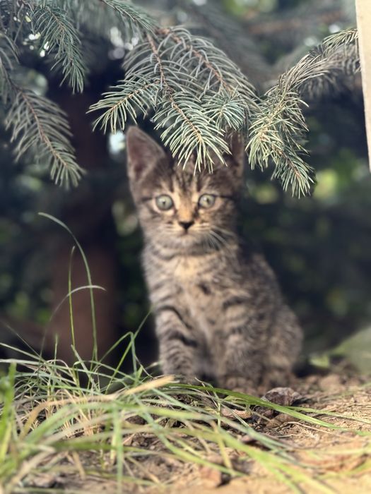 Отдам котят в хорошие руки