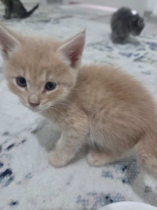 Кошка  котята в добрые руки