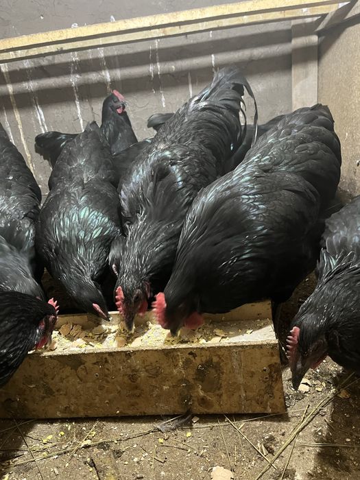 Австралорп инкуционный яйцо