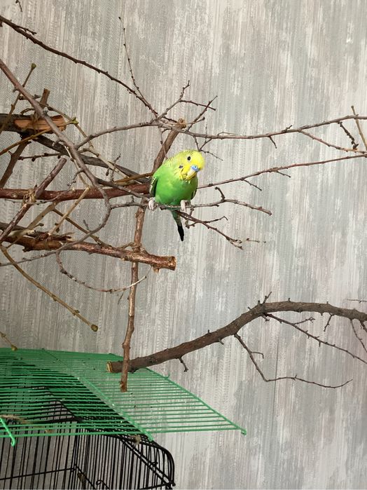 Продается ручной попугай
