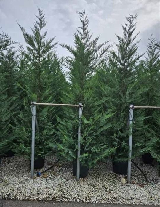 Leylandii crescuti în ghiveci la cel mai mic pret