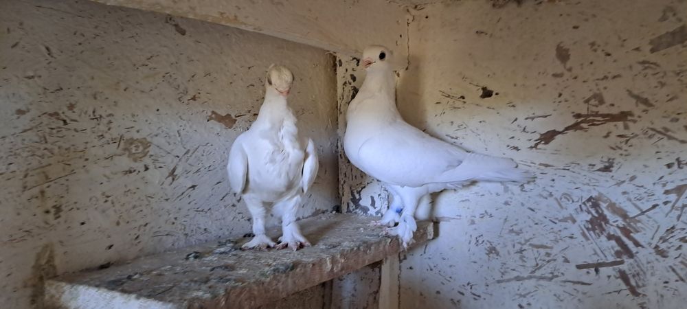 Porumbei satineti de vânzare
