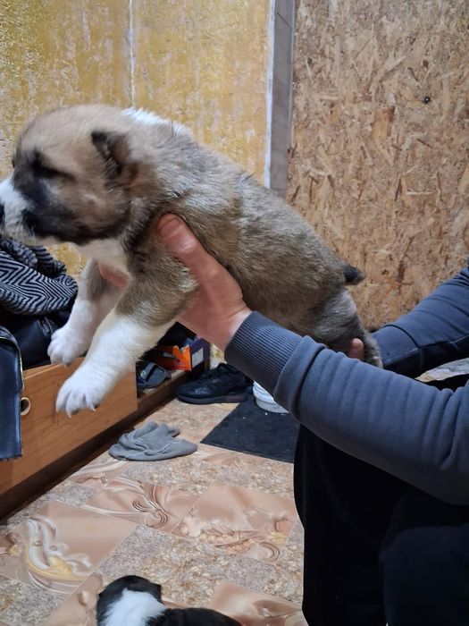 Щенки САО (алабай)