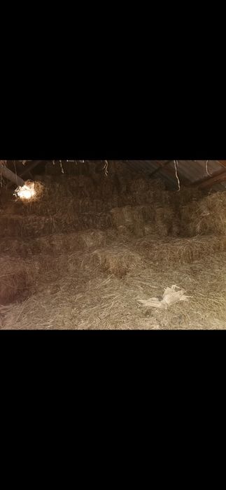 Vând baloți de fân cu lucernă.