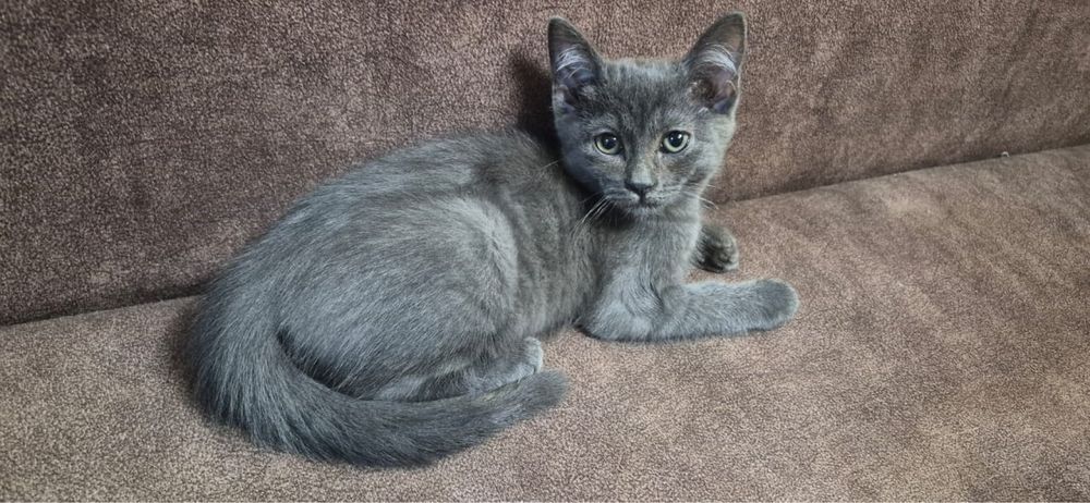 Котенок девочка.