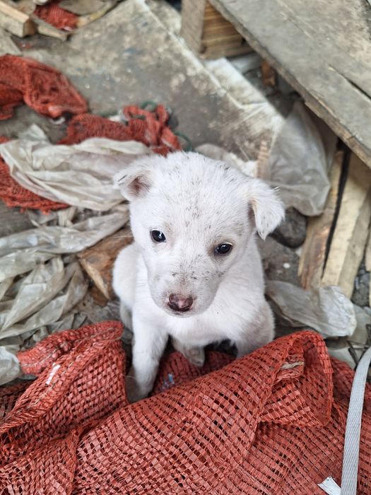 Отдам щенят средней породы