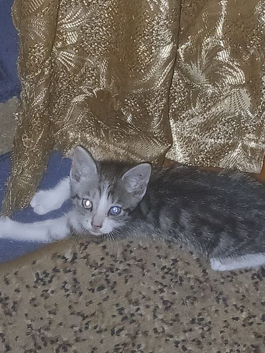 Котята британо-сиамские