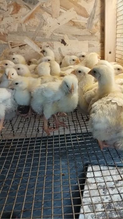Продавам пиленца Жълто Пиле ДЮК