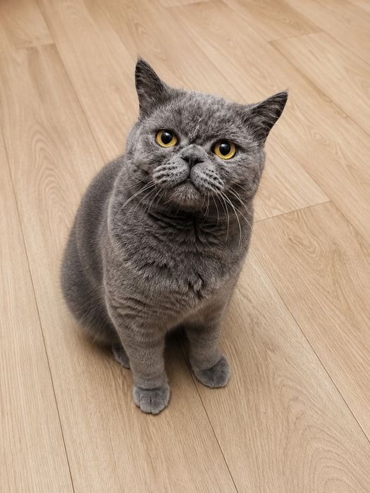 Породистые красивые котята