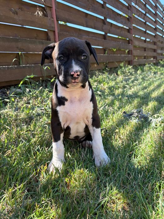 American Staffordshire Terrier