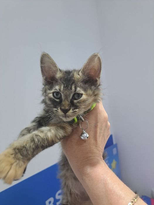 Котенок в добрые руки