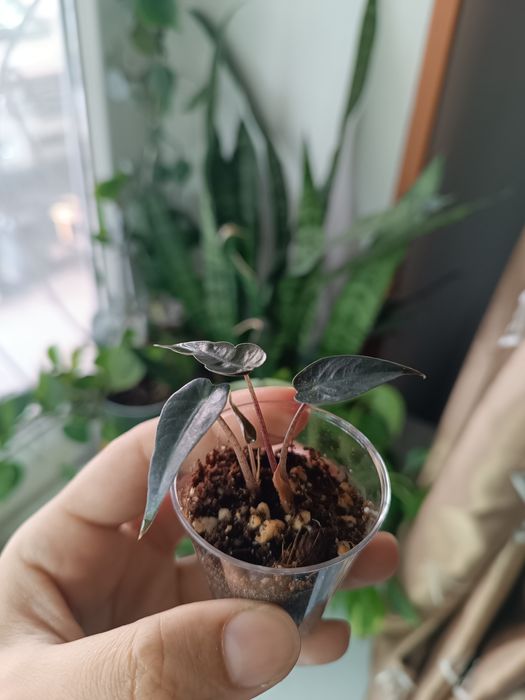 Распродажа растений